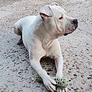 Fantôme participe au concours pour gagner de l'argent avec cette photo : animal, canine, chew_toy, concrete, daylight, dog, ears, fence, lying_down, muzzle, outdoor, pavement, paw, pet, playful, quiet, resting, side_view, toy, white_dog