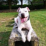 animal, bench, canine, collar, daytime, dog, grass, greenery, happy, mammal, nature, outdoor, park, pet, relaxed, resting, summer, sunny, tongue_out, white_dog