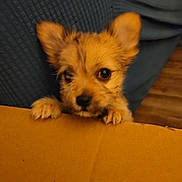 Kinsey Marie is registered to the contest to win money with this photo: puppy, dog, small_dog, fluffy, ears, curious, peeking, yellow_surface, indoor, cute, pet, animal, furry, close_up, young, brown, black_nose, wood_floor, background, soft_lighting
