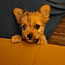 puppy, dog, small_dog, fluffy, ears, curious, peeking, yellow_surface, indoor, cute, pet, animal, furry, close_up, young, brown, black_nose, wood_floor, background, soft_lighting
