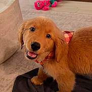Autumn is registered to the contest to win money with this photo: dog, puppy, golden_retriever, pet, animal, cute, smiling, open_mouth, floppy_ears, brown_fur, golden_fur, plaid_bandana, collar, indoors, living_room, floor, blanket, plush_toy, portrait, happy