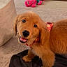 dog, puppy, golden_retriever, pet, animal, cute, smiling, open_mouth, floppy_ears, brown_fur, golden_fur, plaid_bandana, collar, indoors, living_room, floor, blanket, plush_toy, portrait, happy