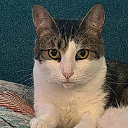 Dora Marie joined the competition — help win amazing prizes! cat, tabby, white_fur, pet, animal, close_up, face, whiskers, ears, paws, relaxed, indoor, feline, curious, lying_down, fur, mammal, domestic, cute, portrait