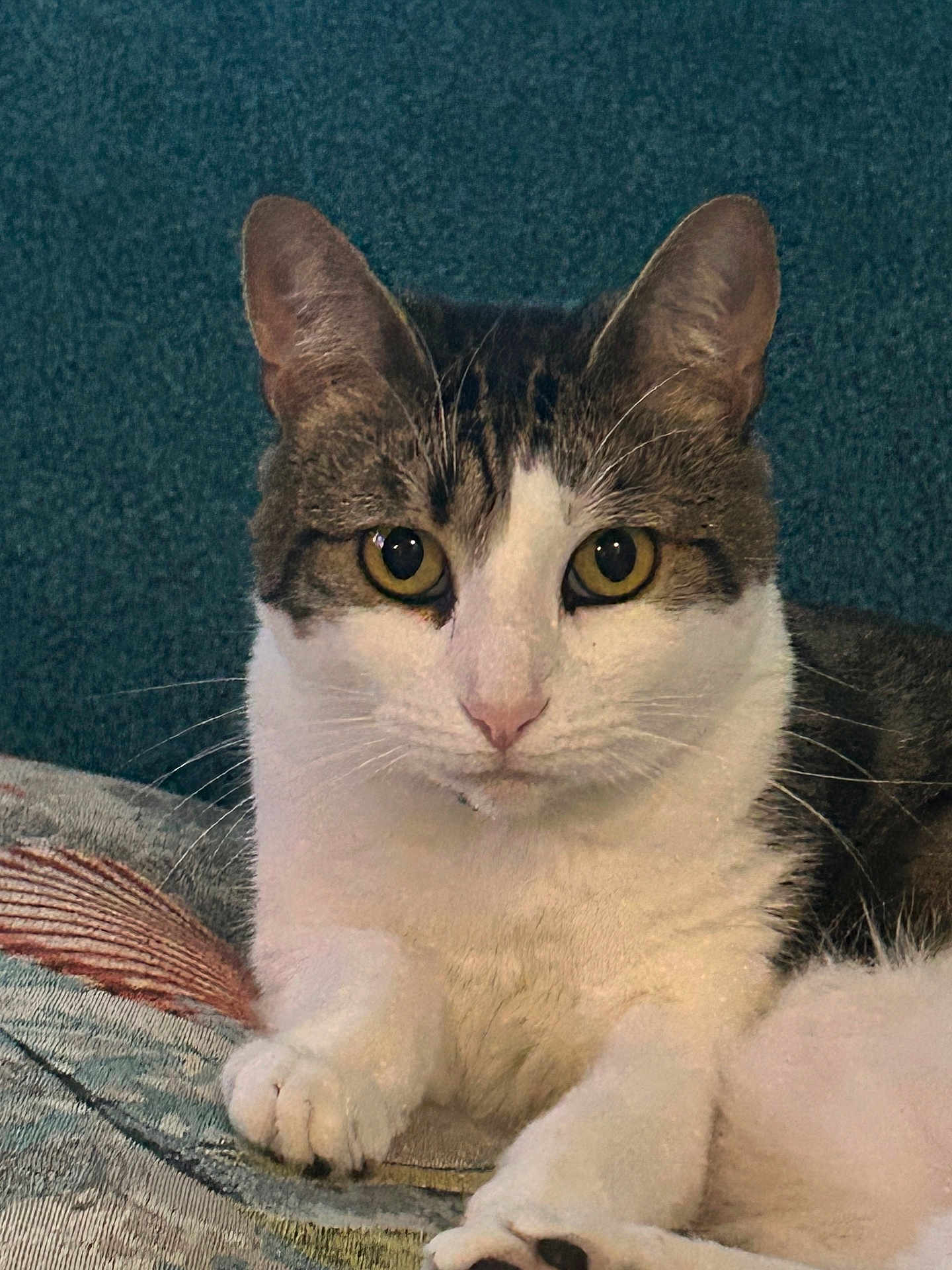 Dora Marie joined the competition — help win amazing prizes! cat, tabby, white_fur, pet, animal, close_up, face, whiskers, ears, paws, relaxed, indoor, feline, curious, lying_down, fur, mammal, domestic, cute, portrait