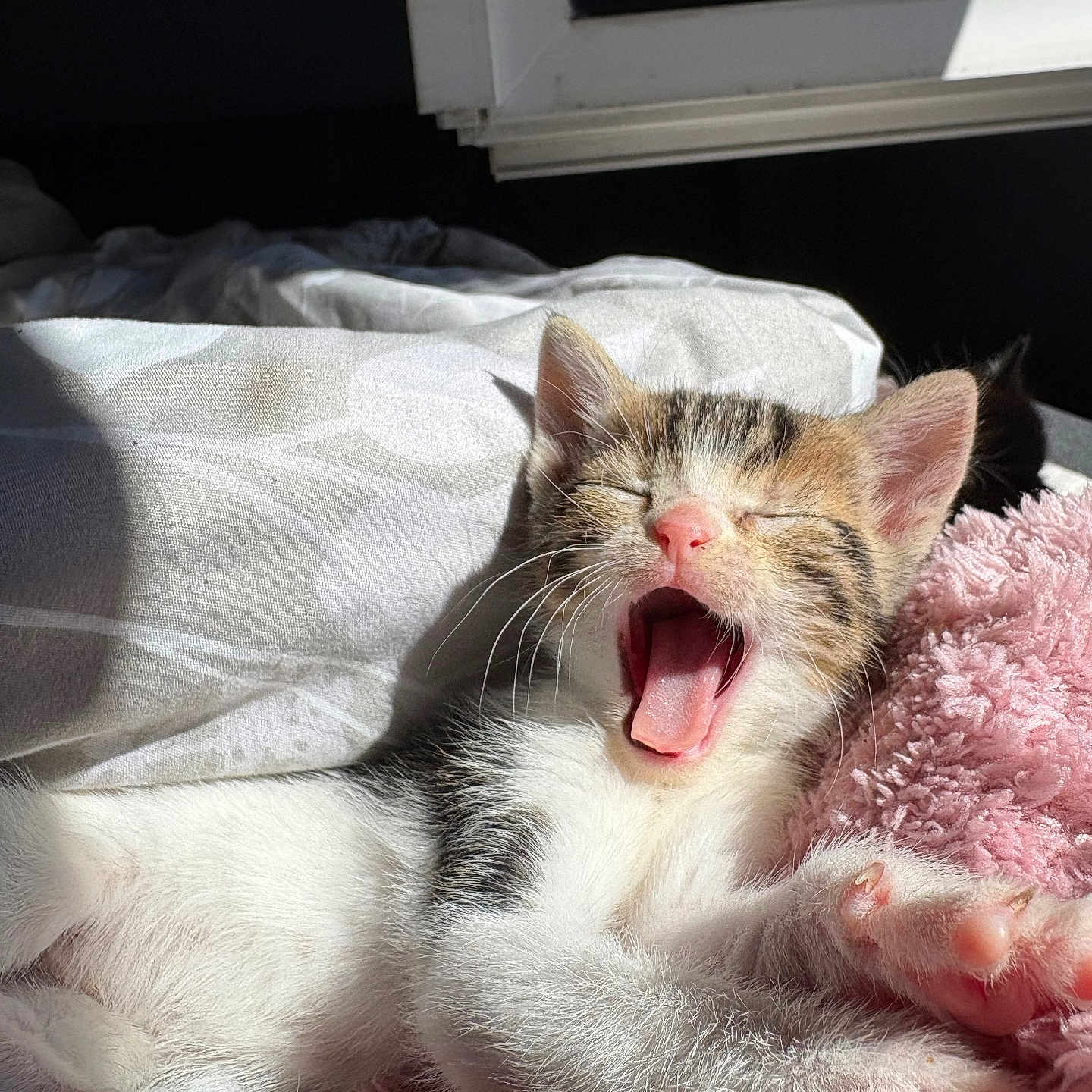 Ayla participe au concours pour gagner de l'argent avec cette photo : animal, bed, blanket, cat, cozy, cute, fur, indoor, kitten, nap, paw, pet, pink, relaxing, sleepy, soft, sunlight, whiskers, white, yawning