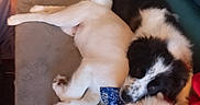 Djouckel participe au concours pour gagner de l'argent avec cette photo : dog, puppy, sleeping, couch, blanket, bandana, black_dog, white_dog, fur, snuggling, indoors, cozy, resting, pets, animal, companion, cute, relaxing, friendship, pile