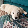 Djouckel participe au concours pour gagner de l'argent avec cette photo : puppy, dog, white, couch, cushion, indoor, pet, resting, cute, fluffy, animal, home, cozy, relaxed, face, fur, canine, living_room, comfort, closeup
