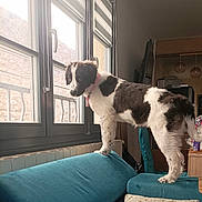 Yuki participe au concours pour gagner de l'argent avec cette photo : dog, indoor, window, couch, furniture, pet, curious, black_and_white, collar, domestic, cozy, living_room, household, perched, fur, canine, looking_out, daylight, home, curious_expression