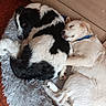 Yuki participe au concours pour gagner de l'argent avec cette photo : dog, black_and_white_dog, golden_retriever, sleeping_dog, snuggling, pet_bed, fluffy_bed, indoor, wooden_cabinet, floor, collar, two_dogs, resting, curious, cozy, companion, animal, cute, domestic_animal, friendship