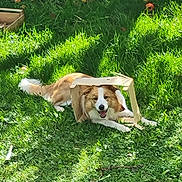 Watson participe au concours pour gagner de l'argent avec cette photo : dog, grass, cardboard_box, apple, outdoor, sunlight, happy, playful, animal, nature, pet, greenery, summer, canine, smiling, field, daylight, leaf, fur, tongue