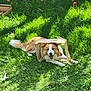 dog, grass, cardboard_box, apple, outdoor, sunlight, happy, playful, animal, nature, pet, greenery, summer, canine, smiling, field, daylight, leaf, fur, tongue