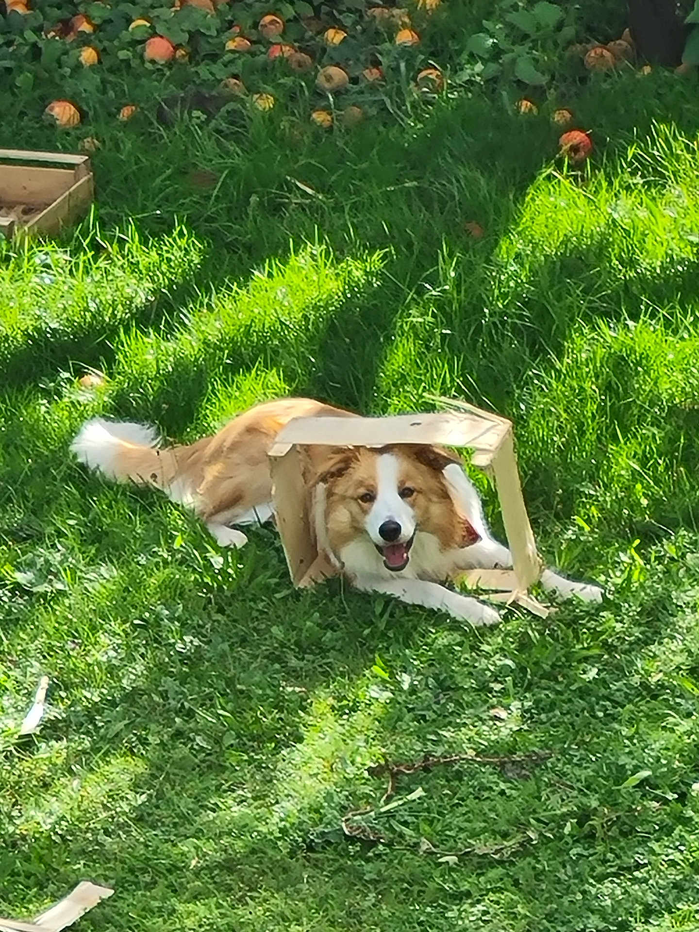 Watson