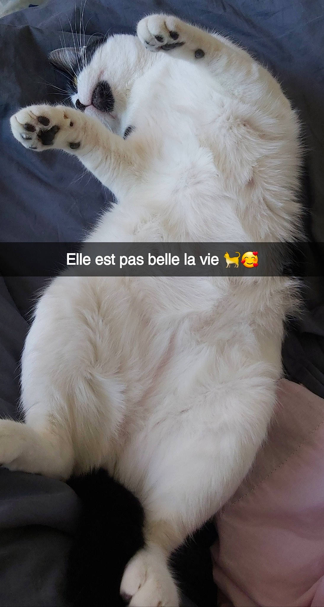 Natsu participe au concours pour gagner de l'argent avec cette photo : canidae, carnivore, cat, claw, felidae, fur, nose, photo_caption, photography, tail, whiskers, white