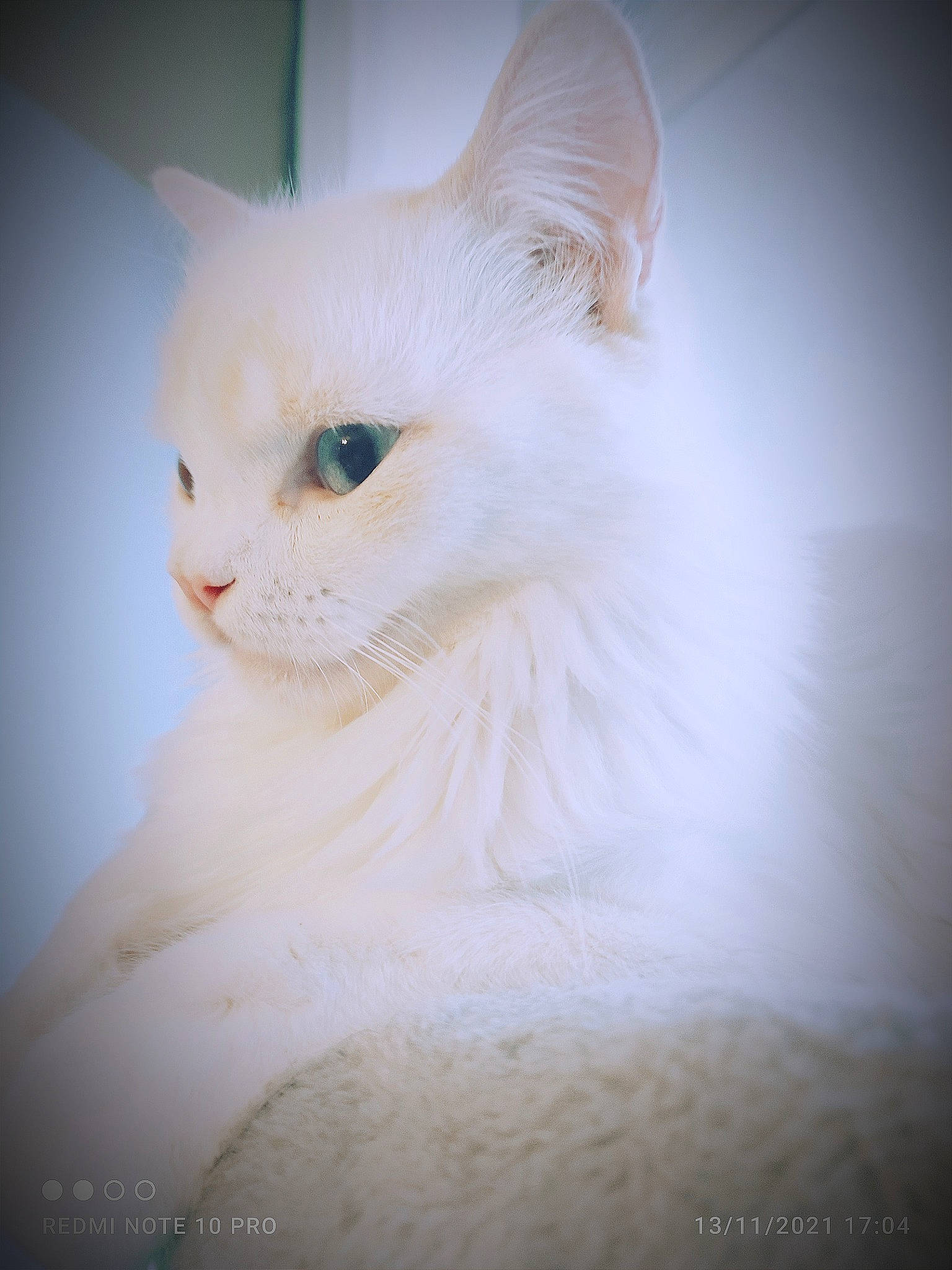 Chopper participe au concours pour gagner de l'argent avec cette photo : carnivore, cat, domestic_short_haired_cat, fawn, felidae, fur, paw, sitting, sky, small_to_medium_sized_cats, snout, tail, terrestrial_animal, whiskers, window, wood