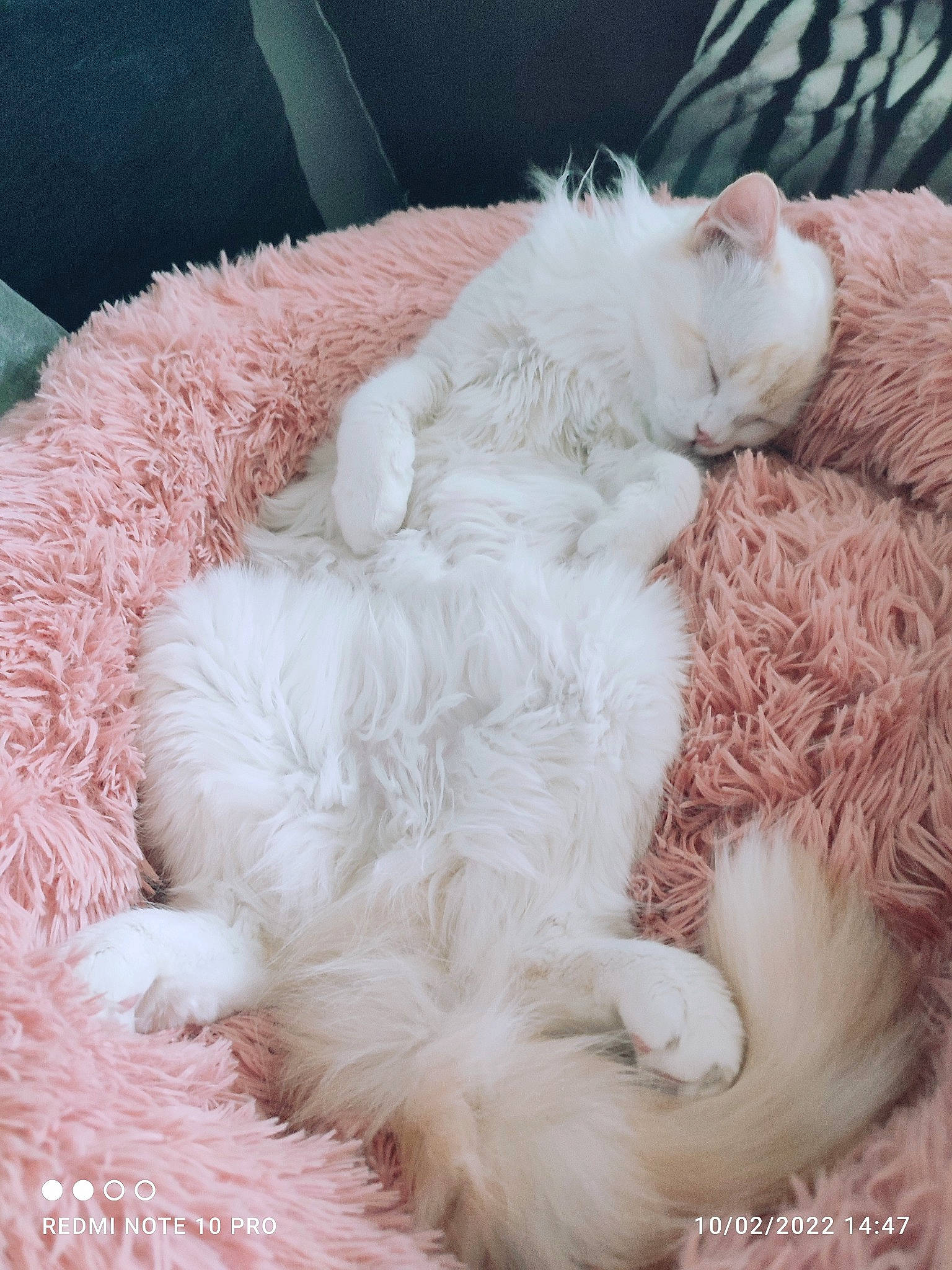 Chopper a rejoint le concours — aidez-le/la à gagner de superbes lots ! canidae, carnivore, cat, cat_bed, claw, comfort, companion_dog, dog_breed, fang, felidae, fur, nap, natural_material, paw, ragdoll, sleep, small_to_medium_sized_cats, tail, whiskers