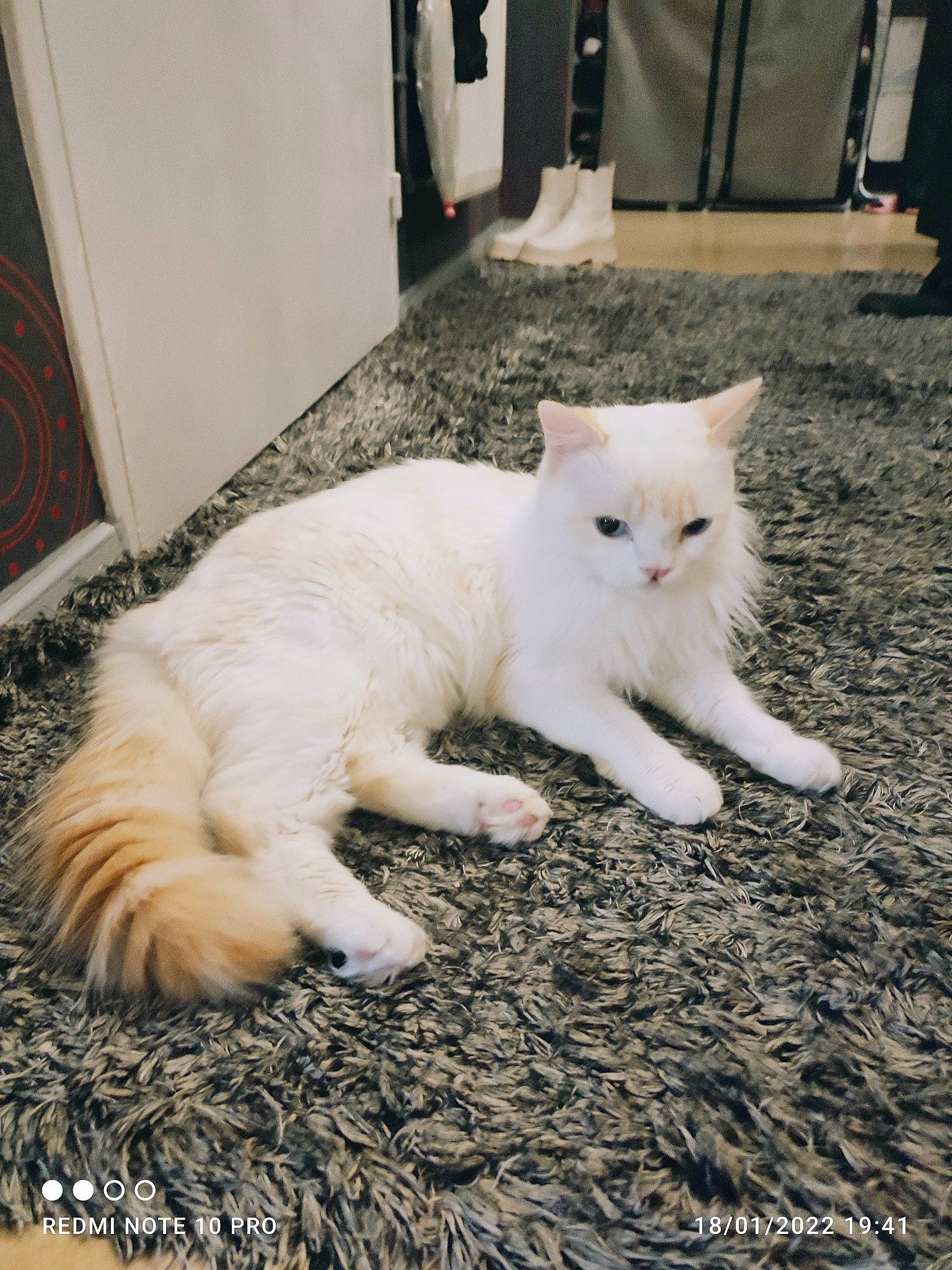 Chopper a rejoint le concours — aidez-le/la à gagner de superbes lots ! carnivore, cat, claw, domestic_short_haired_cat, felidae, flooring, fur, paw, small_to_medium_sized_cats, snout, tail, terrestrial_animal, whiskers, window