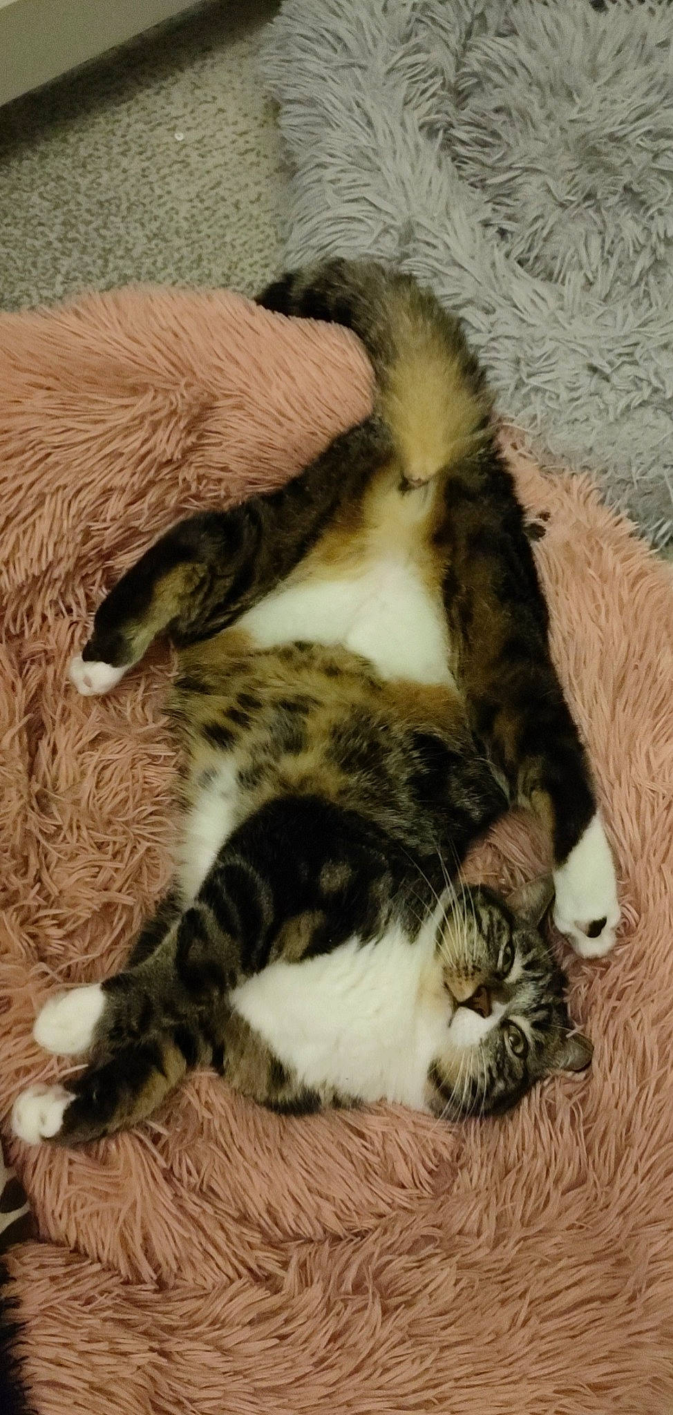 Nami a rejoint le concours — aidez-le/la à gagner de superbes lots ! carnivore, cat, claw, comfort, domestic_short_haired_cat, felidae, fur, nap, paw, sleep, small_to_medium_sized_cats, snout, tail, terrestrial_animal, whiskers