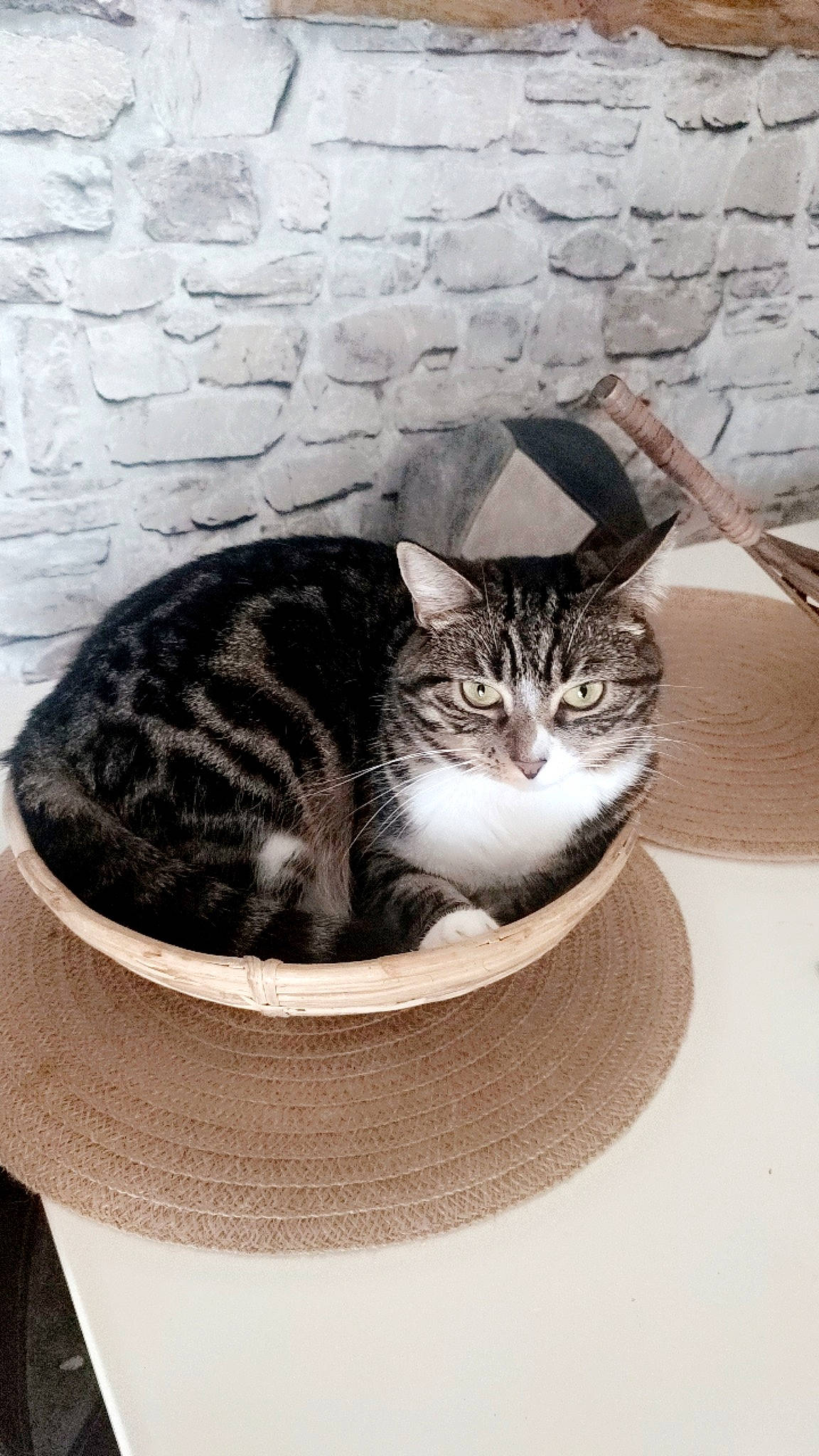 Nami participe au concours pour gagner de l'argent avec cette photo : box, carnivore, cat, cat_bed, cat_furniture, cat_supply, comfort, domestic_short_haired_cat, felidae, fur, grey, mammal, paw, pet_supply, serveware, small_to_medium_sized_cats, snout, tail, whiskers, window
