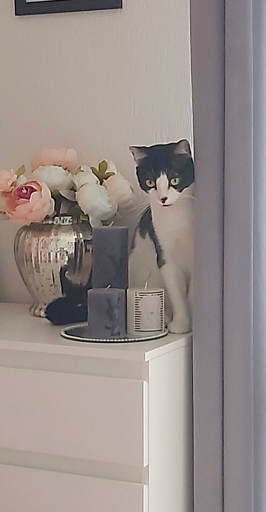 Natsu a rejoint le concours — aidez-le/la à gagner de superbes lots ! art, cat, cup, drinkware, felidae, flowerpot, font, grey, material_property, plant, product, rose, serveware, shelf, shelving, toy, vase, wall, whiskers, window