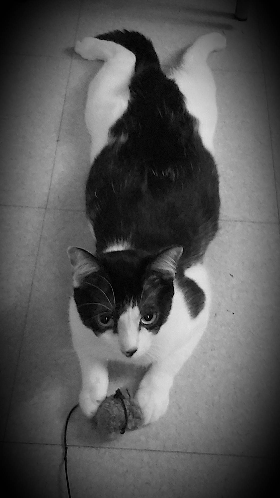 Natsu participe au concours pour gagner de l'argent avec cette photo : black, black_and_white, carnivore, cat, comfort, domestic_short_haired_cat, felidae, flooring, foot, fur, human_leg, monochrome, monochrome_photography, shadow, small_to_medium_sized_cats, snout, style, tail, whiskers, white