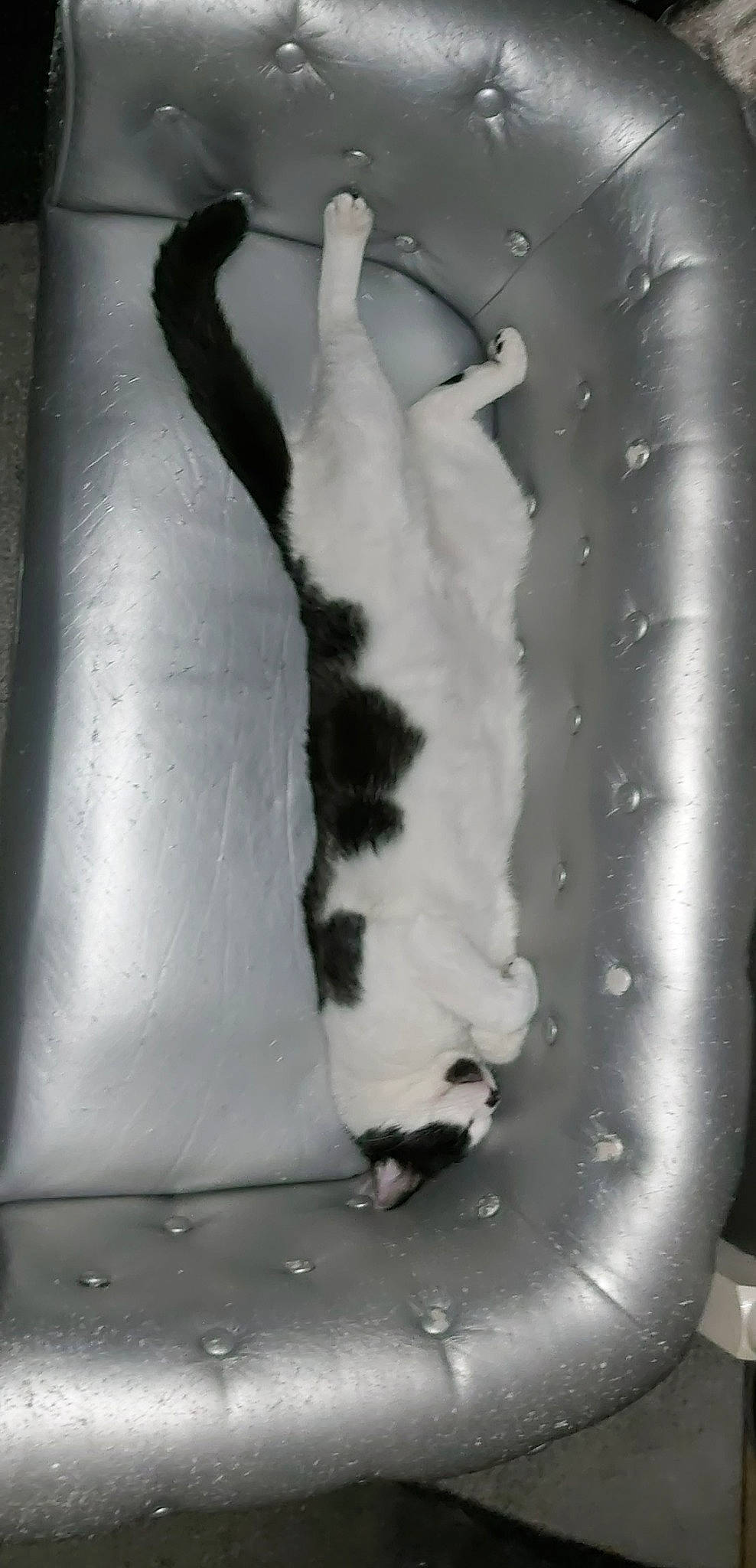 Natsu participe au concours pour gagner de l'argent avec cette photo : art, black_and_white, carnivore, cat, elbow, felidae, foot, gesture, human_leg, jaw, monochrome, monochrome_photography, small_to_medium_sized_cats, snout, style, tail, tints_and_shades, tree, whiskers, window