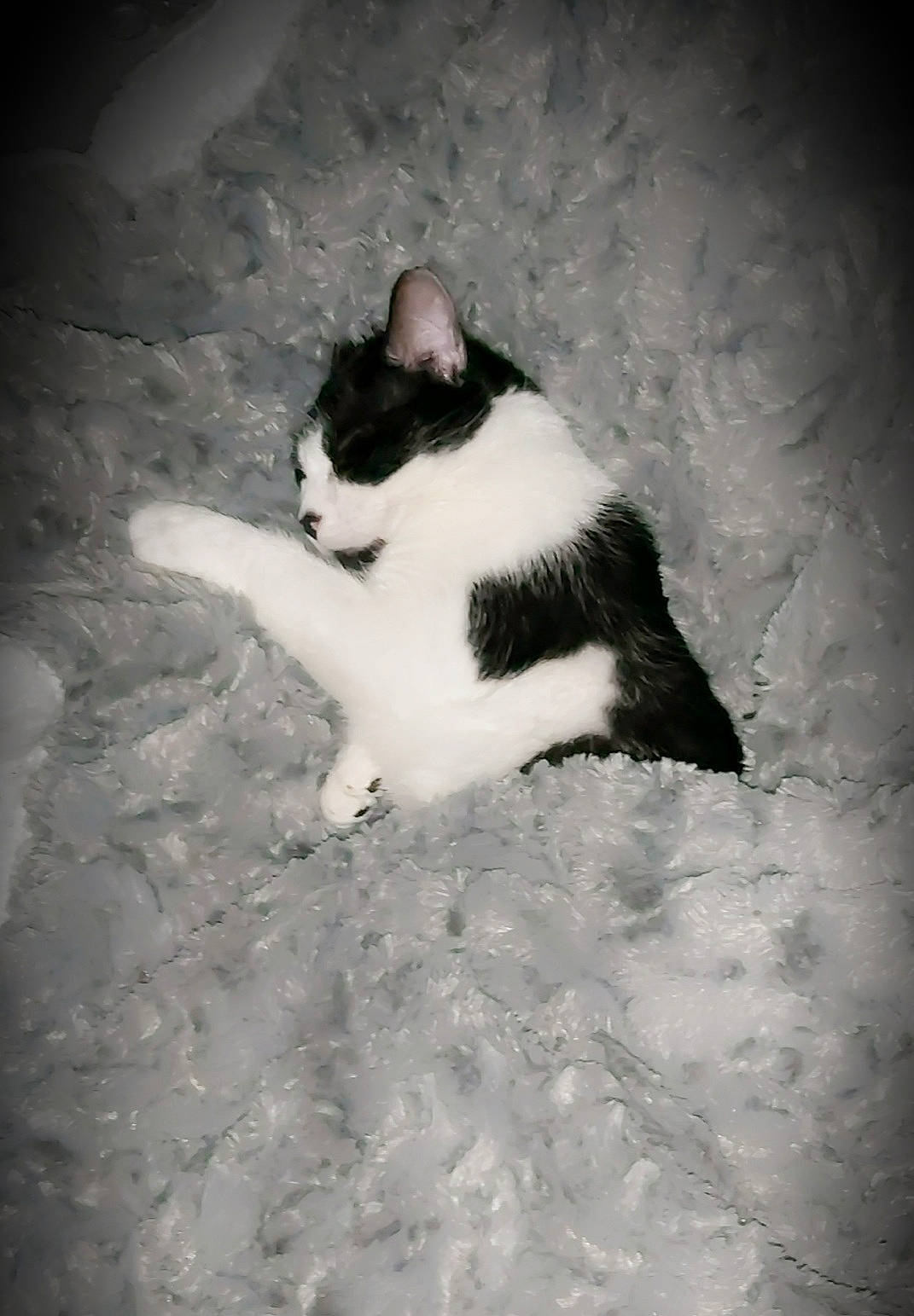 Natsu a rejoint le concours — aidez-le/la à gagner de superbes lots ! carnivore, cat, domestic_short_haired_cat, eye, felidae, flash_photography, fur, human_body, leg, meteorological_phenomenon, monochrome, monochrome_photography, paw, sky, small_to_medium_sized_cats, snout, snow, tail, tints_and_shades, whiskers