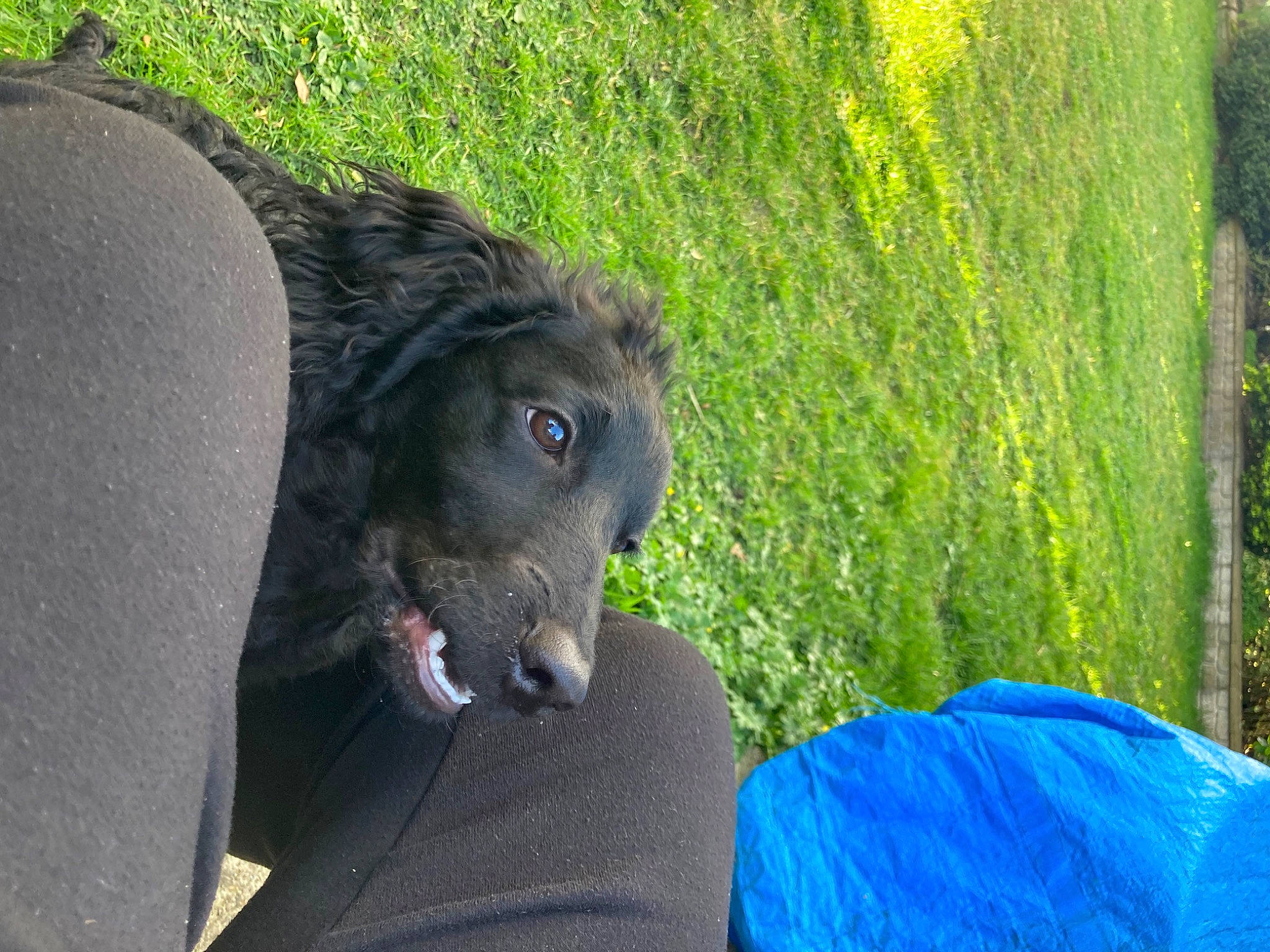 Flo joined the competition — help win amazing prizes! bison, canidae, companion_dog, dog_breed, electric_blue, eye, fawn, fur, grass, groundcover, livestock, plant, rodent, snout, sporting_group, terrestrial_animal, toy, tree, whiskers, working_animal