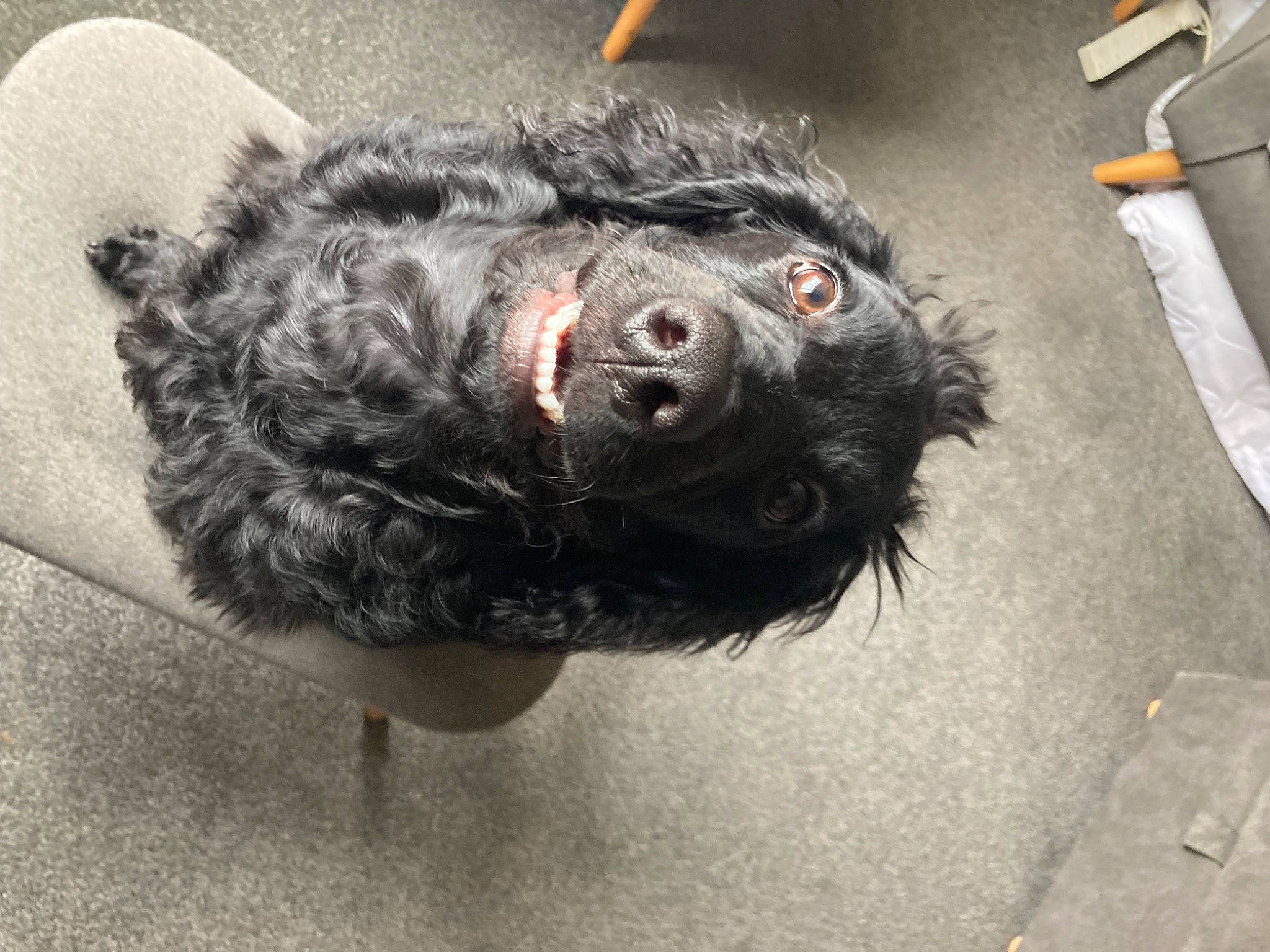 Flo joined the competition — help win amazing prizes! carnivore, companion_dog, dog, dog_breed, flooring, fur, liver, natural_material, non_sporting_group, road_surface, snout, sporting_group, tail, terrestrial_animal, terrier, water_dog, working_animal, working_dog