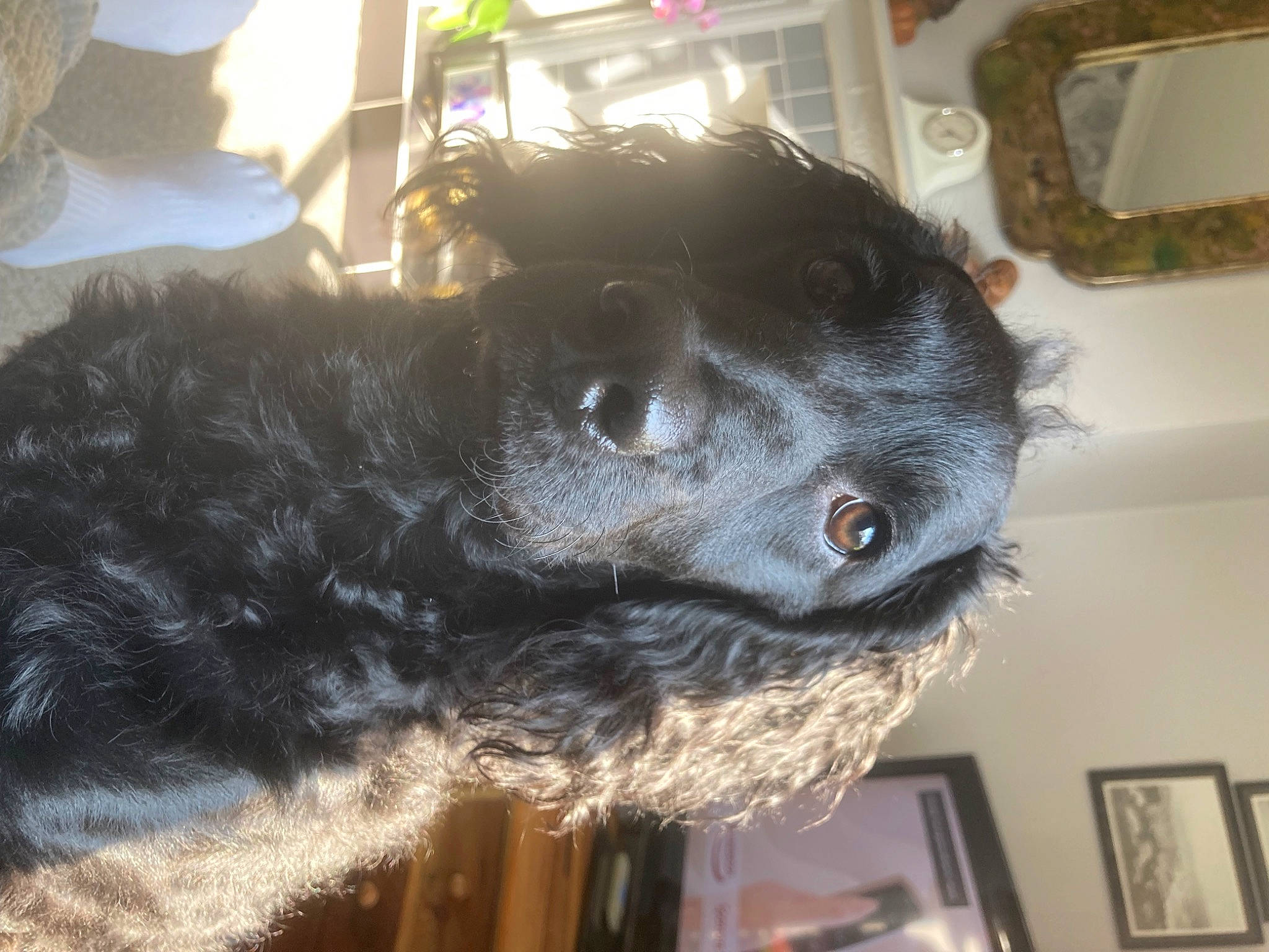 Flo joined the competition — help win amazing prizes! borador, canidae, carnivore, companion_dog, dog, dog_breed, fur, giant_dog_breed, guard_dog, liver, natural_material, non_sporting_group, picture_frame, retriever, snout, sporting_group, tail, terrestrial_animal, whiskers, working_animal