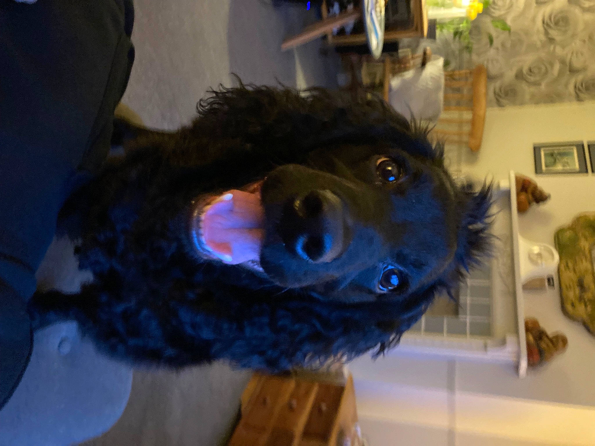 Flo is registered to the contest to win money with this photo: animal_product, canidae, costume, dog_breed, electric_blue, feather, fun, fur, fur_clothing, hat, jaw, natural_material, personal_protective_equipment, room, snout, sporting_group, ushanka, winter, working_animal