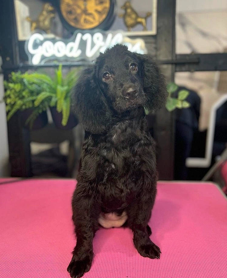 Flo joined the competition — help win amazing prizes! canidae, carnivore, carpet, chair, companion_dog, dog, dog_breed, event, flooring, fur, liver, murray_river_curly_coated_retriever, snout, spaniel, sporting_group, tail, terrestrial_animal, toy, toy_dog, working_animal