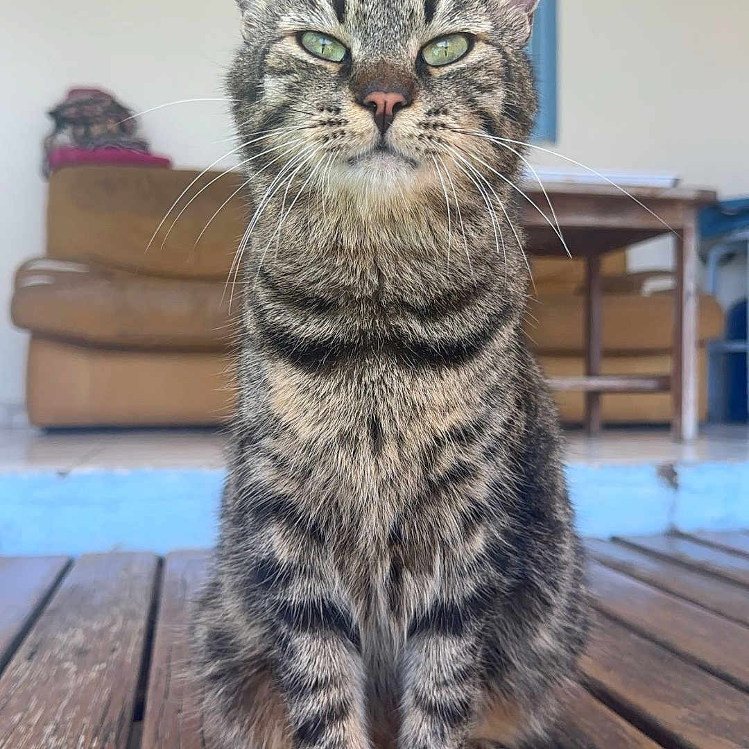 Pepito