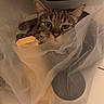 cat, tabby_cat, plastic_bag, floor, tile, indoor, pet, curious, animal, household, container, brown, black_stripes, whiskers, ears, eyes, cute, domestic_cat, mischievous, resting
