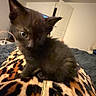 Aïoli a rejoint le concours — aidez-le/la à gagner de superbes lots ! kitten, black_cat, animal, pet, feline, leopard_print, blanket, indoor, cute, small, fur, whiskers, ears, eyes, cozy, bedroom, door, soft, young, curious