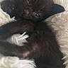 kitten, black_cat, sleepy, fluffy_blanket, cozy, cute, pet, animal, fur, resting, indoor, soft_texture, young, small, closeup, comfort, relaxation, whiskers, paw, feline