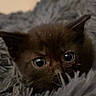 Aïoli participe au concours pour gagner de l'argent avec cette photo : kitten, black_cat, fur, blanket, cozy, pet, animal, cute, indoor, closeup, small, eyes, whiskers, soft, young, mammal, feline, resting, sleepy, warm