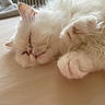 Snow participe au concours pour gagner de l'argent avec cette photo : cat, sleeping, white_fur, fluffy, pet, close_up, paw, cozy, indoor, relaxed, cute, animal, feline, rest, soft, bed, nap, fur, whiskers, domestic_cat