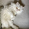 Snow participe au concours pour gagner de l'argent avec cette photo : cat, white_cat, fluffy, long_hair, pet, animal, indoor, couch, furniture, relaxing, resting, cute, face, ears, paw, fur, domestic_cat, laying, home, cozy