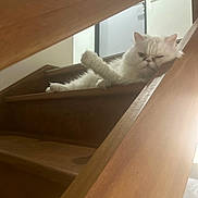 Snow participe au concours pour gagner de l'argent avec cette photo : animal, cat, cozy, feline, fluffy, grumpy, home, indoor, lazy, light, one_eye_closed, paw, pet, relaxed, resting, stairs, unimpressed, white_cat, wood, wooden_stairs