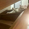 animal, cat, cozy, feline, fluffy, grumpy, home, indoor, lazy, light, one_eye_closed, paw, pet, relaxed, resting, stairs, unimpressed, white_cat, wood, wooden_stairs