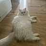 animal, cat, cute, domestic_animal, ears, feline, fluffy, fur, household, indoor, long_hair, looking, lying_down, pet, relaxed, resting, tail, whiskers, white_cat, wooden_floor