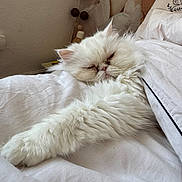 Snow a rejoint le concours — aidez-le/la à gagner de superbes lots ! cat, white_cat, fluffy, bed, blanket, pillow, indoor, relaxing, stretching, cozy, sleepy, fur, pet, animal, home, resting, comfort, cute, feline, soft