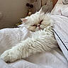 animal, bed, blanket, cat, comfort, cozy, cute, feline, fluffy, fur, home, indoor, pet, pillow, relaxing, resting, sleepy, soft, stretching, white_cat