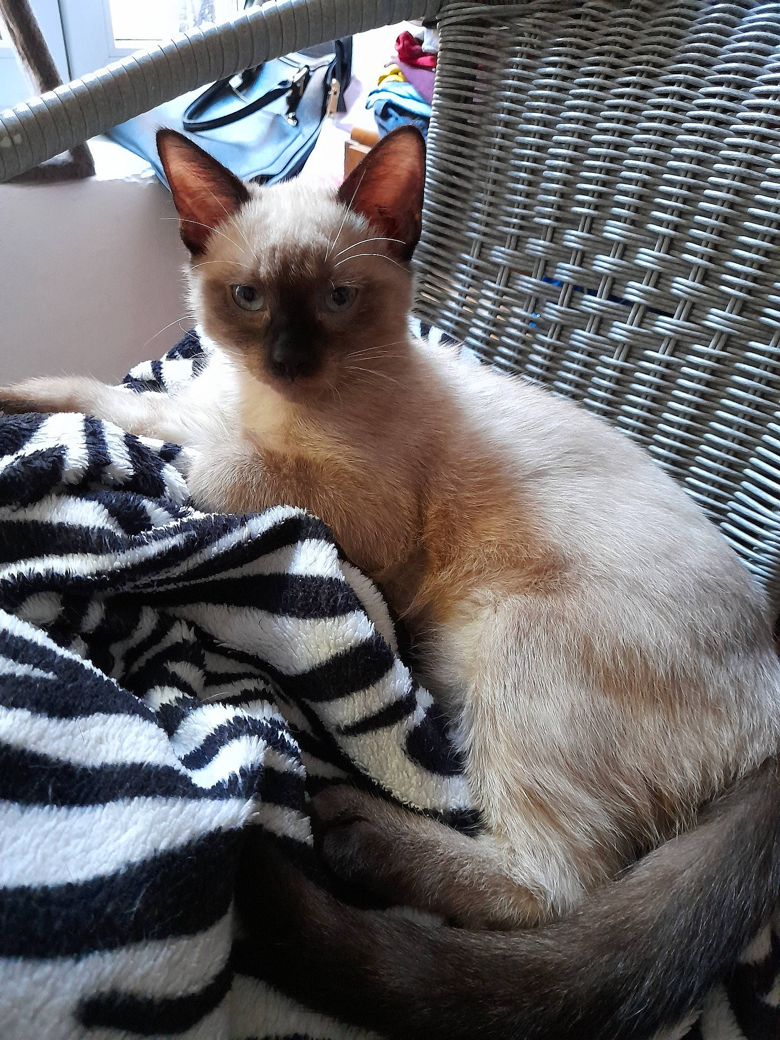 Jarko a rejoint le concours — aidez-le/la à gagner de superbes lots ! asian, balinese, carnivore, cat, colorpoint_shorthair, fawn, felidae, german_rex, javanese, kitten, mammal, siamese, small_to_medium_sized_cats, thai, tonkinese, vertebrate, whiskers