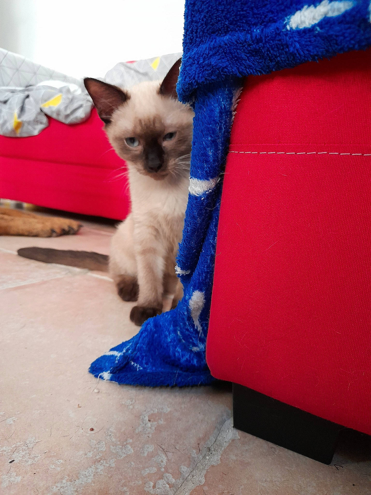 Jarko participe au concours pour gagner de l'argent avec cette photo : asian, balinese, birman, burmese, carnivore, cat, colorpoint_shorthair, fawn, felidae, himalayan, kitten, mammal, ojos_azules, ragdoll, siamese, small_to_medium_sized_cats, snout, thai, tonkinese, whiskers