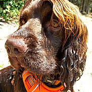 Maurice participe au concours pour gagner de l'argent avec cette photo : dog, wet, brown, curly_fur, close_up, outdoor, forest, sunny, orange_harness, animal, pet, canine, nature, portrait, fur, muzzle, ears, daylight, looking_away, collar