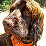 dog, wet, brown, curly_fur, close_up, outdoor, forest, sunny, orange_harness, animal, pet, canine, nature, portrait, fur, muzzle, ears, daylight, looking_away, collar