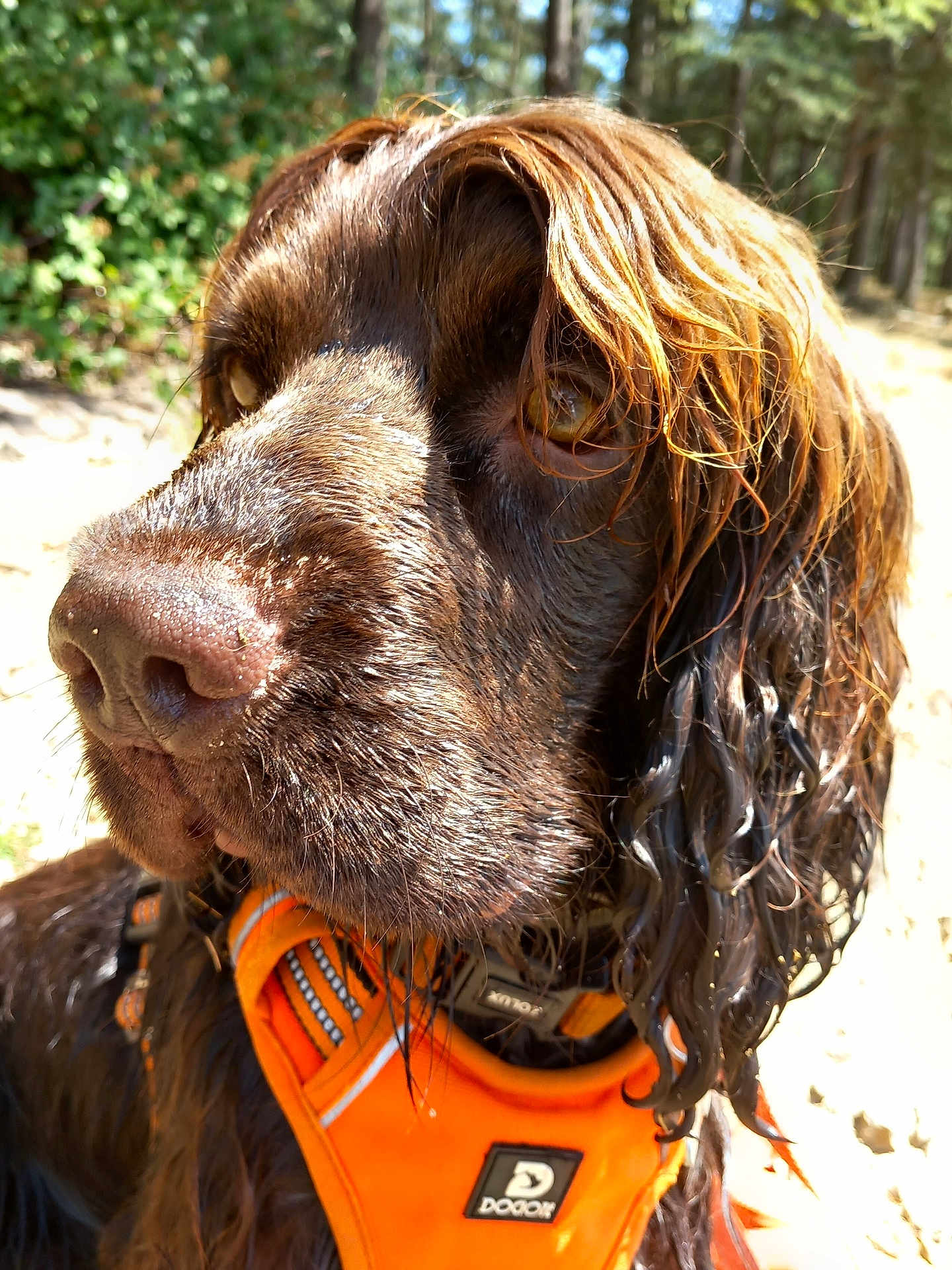 Maurice participe au concours pour gagner de l'argent avec cette photo : dog, wet, brown, curly_fur, close_up, outdoor, forest, sunny, orange_harness, animal, pet, canine, nature, portrait, fur, muzzle, ears, daylight, looking_away, collar