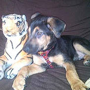 Rex participe au concours pour gagner de l'argent avec cette photo :