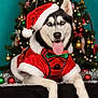 dog, siberian_husky, christmas_tree, holiday, festive, santa_hat, red_outfit, bow_tie, tongue_out, pet, indoor, decorations, ornaments, celebration, cute, animal, christmas, seasonal, portrait, smiling